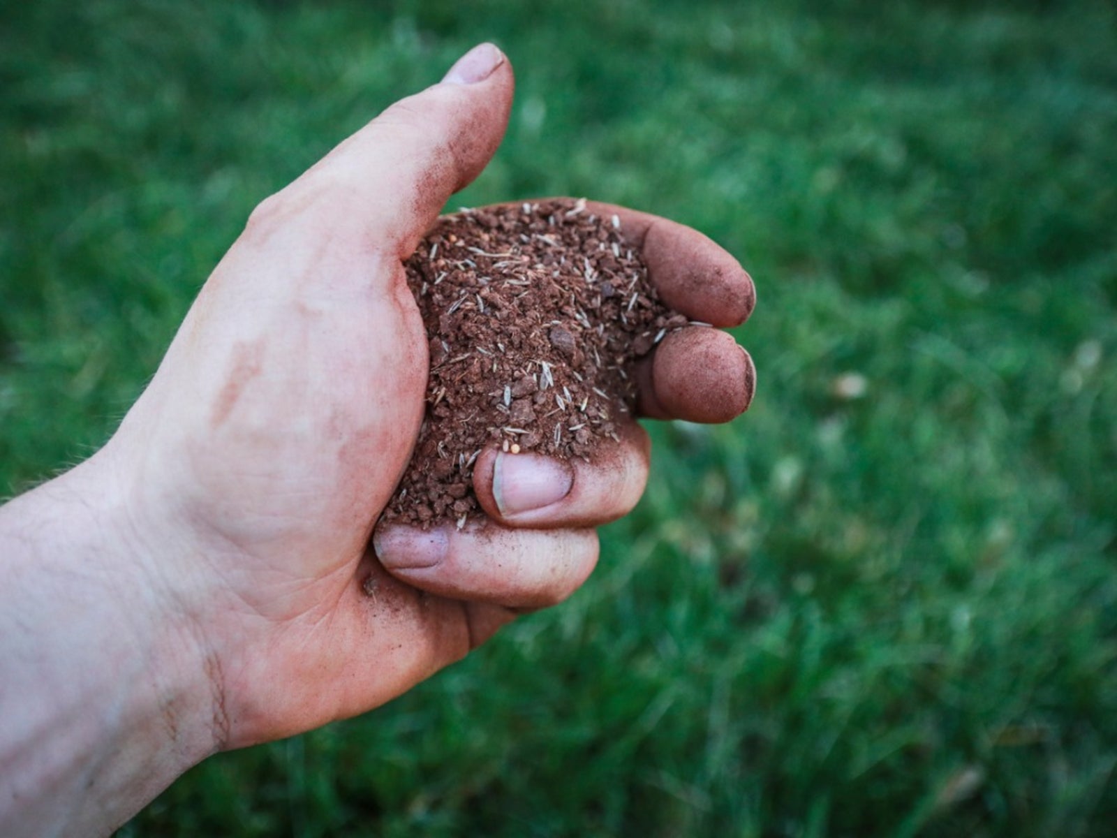 Tips For Overseeding Your Lawn - When And How To Overseed Lawns