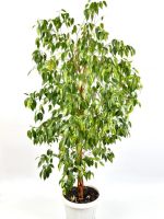 Potted Large Ficus Tree