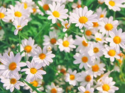 Growing Chamomile: How To Grow Chamomile Herb At Home