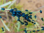 Flea Beetles On A Plant