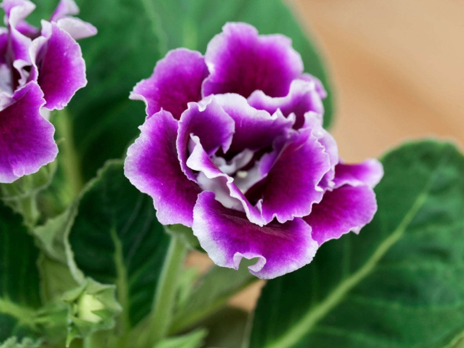 Gloxinia Flower Care - Information On How To Grow Gloxinia Flowering