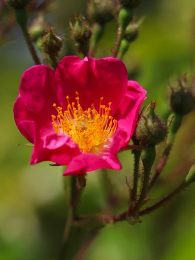 Nootka Wild Rose