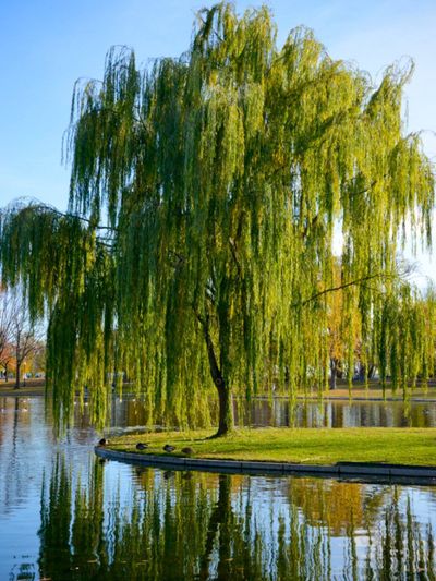 Large Willow Tree Surrounded By Water