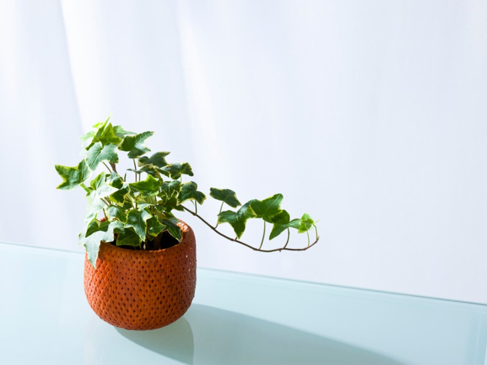 Как ухаживать за комнатным настенным растением