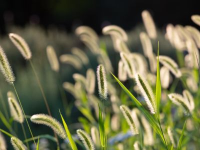 How to Eliminate Foxtails from Your Lawn without Harming Grass?