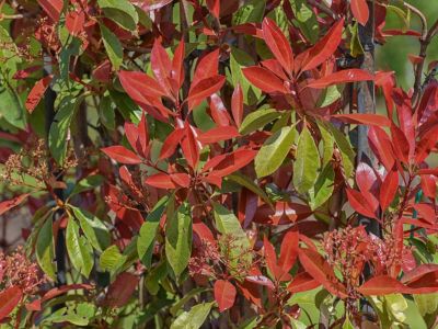Red Tip Photinia Plant