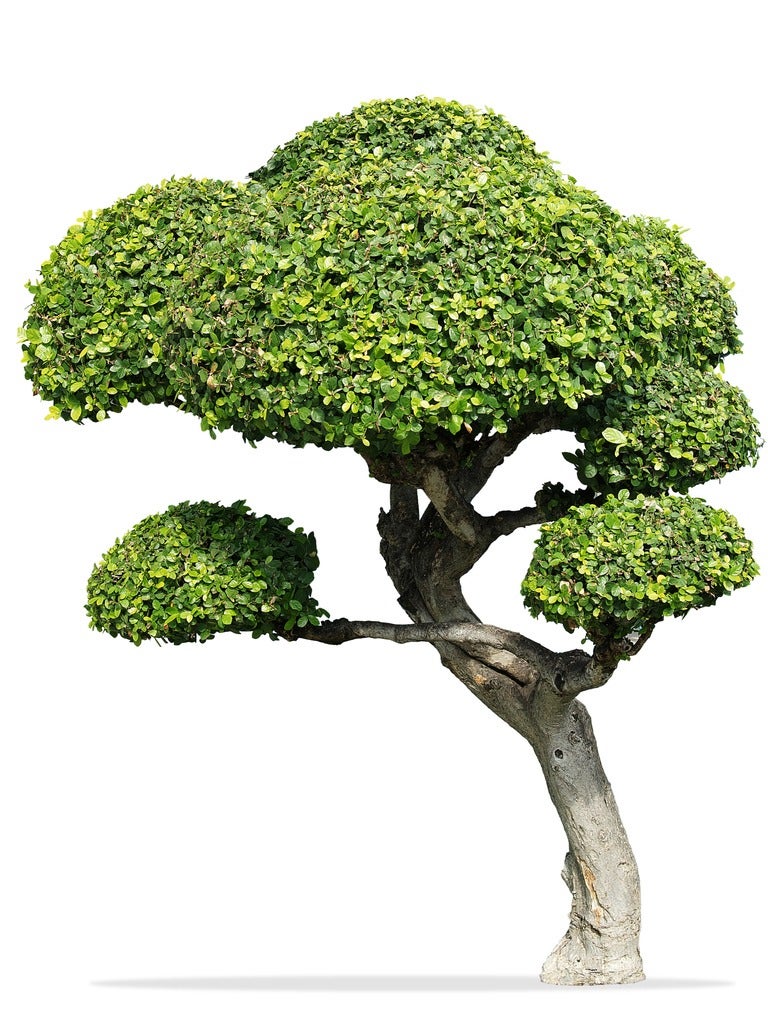 What Is A Fukien Tea Tree Fukien Tea Tree Care Guide