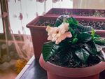 Indoor Potted Gardenia Plants