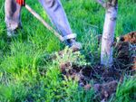 Gardener Shoveling Soil Around A Tree