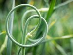 Green Garlic Scapes