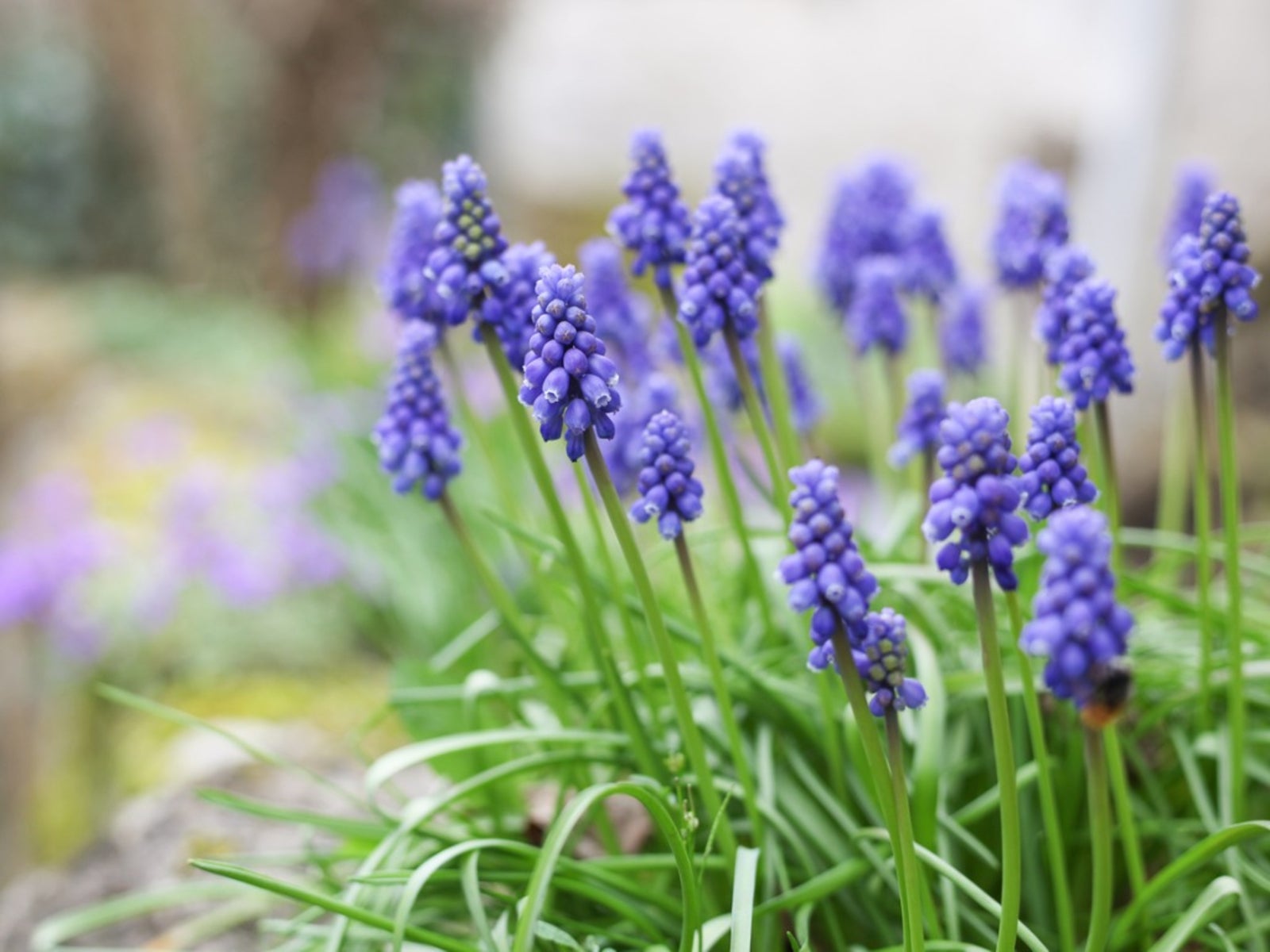 planting grape hyacinths - how to plant and care for grape