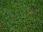 green bermuda grass