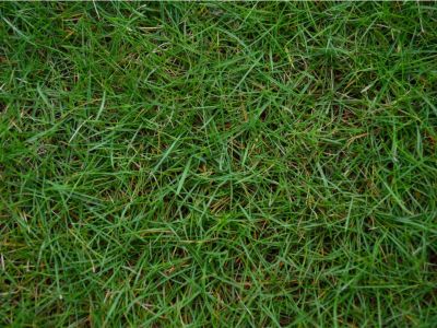 How Long Does It Take Bermuda Grass to Grow? 