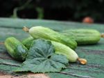 White-Green Cucumbers