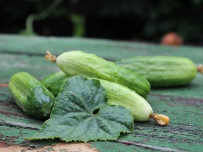 White-Green Cucumbers