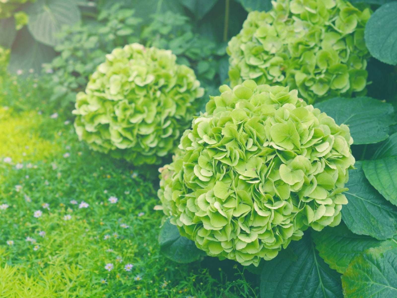how do you keep white hydrangeas from turning green