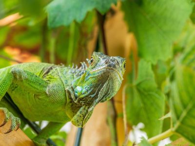 Green Iguana In A Garden