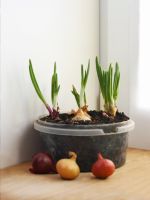Indoor Potted Onions