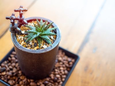 Tiny Potted Succulent Plant