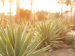 group of agave cactus bushes
