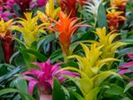 Colorful Guzmania Bromeliads
