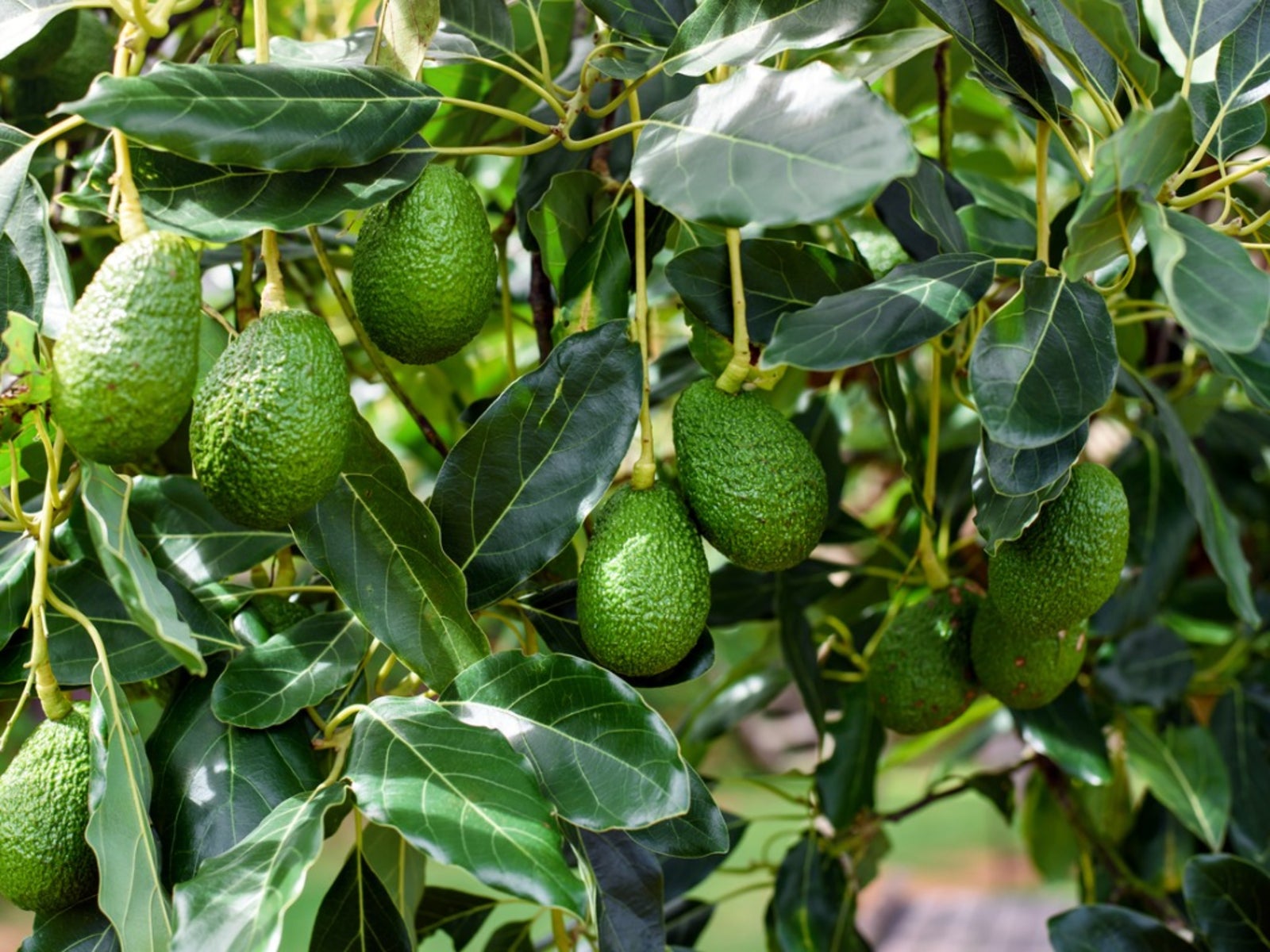 Hass Avocado Tree For Sale Nz