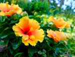 Tropical Hibiscus Flowers