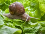 helix pomatia burgundy snail