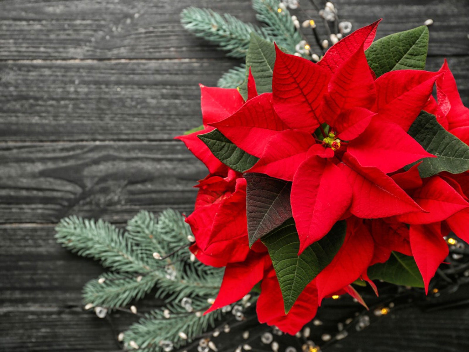 History Behind Christmas Plants How Holiday Plants Became Popular