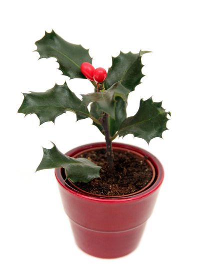 Potted Holly Plant