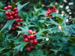 holly leaves and red berries