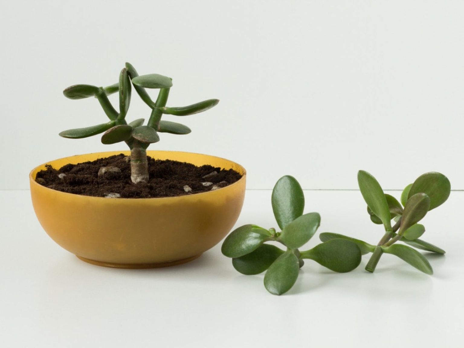 How To Care For A Jade Plant Cutting