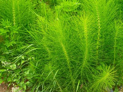 Green Horsetail Herbs