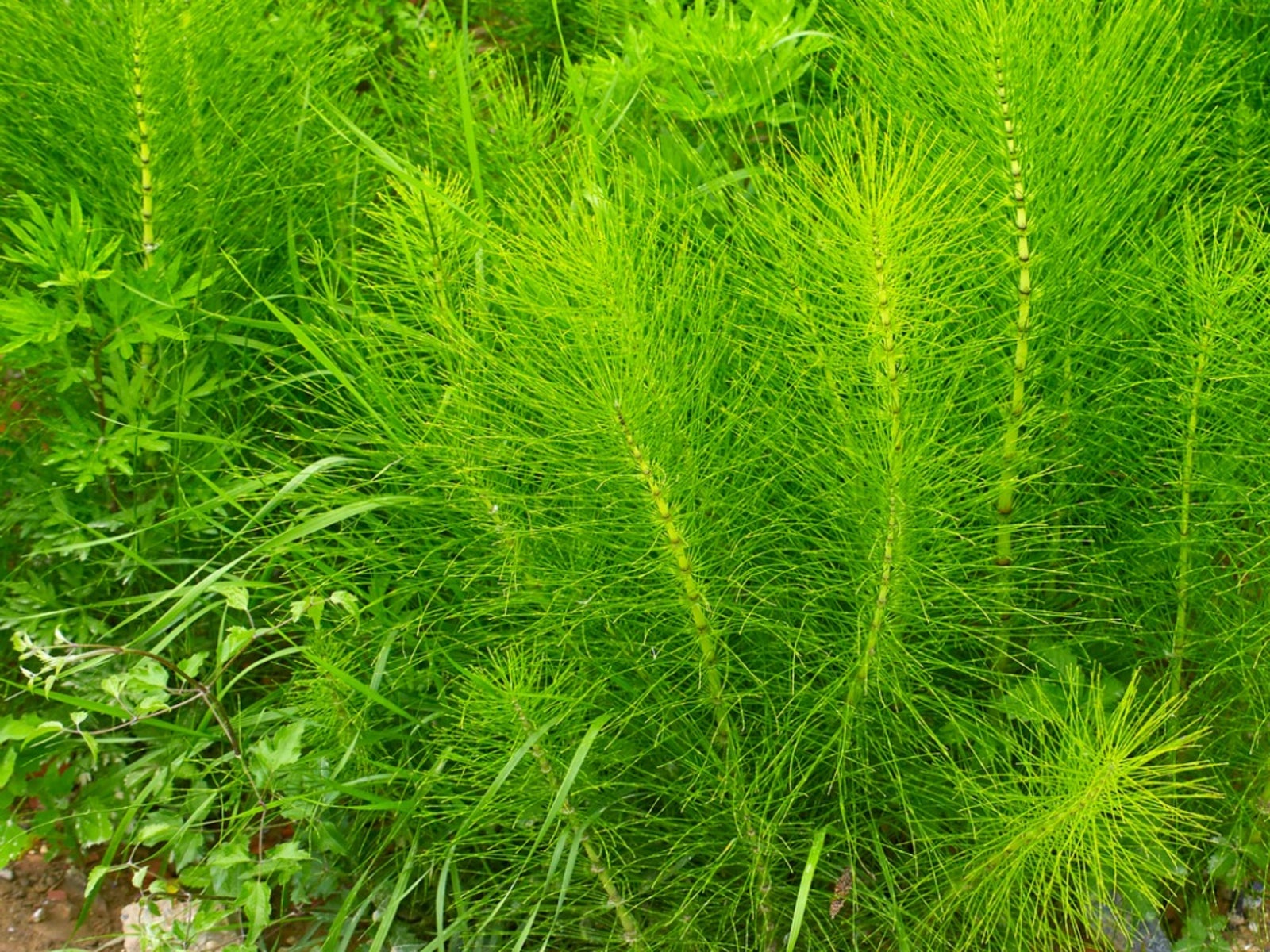 horsetail herb uses - information on caring for horsetail plants