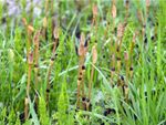 horsetail weeds