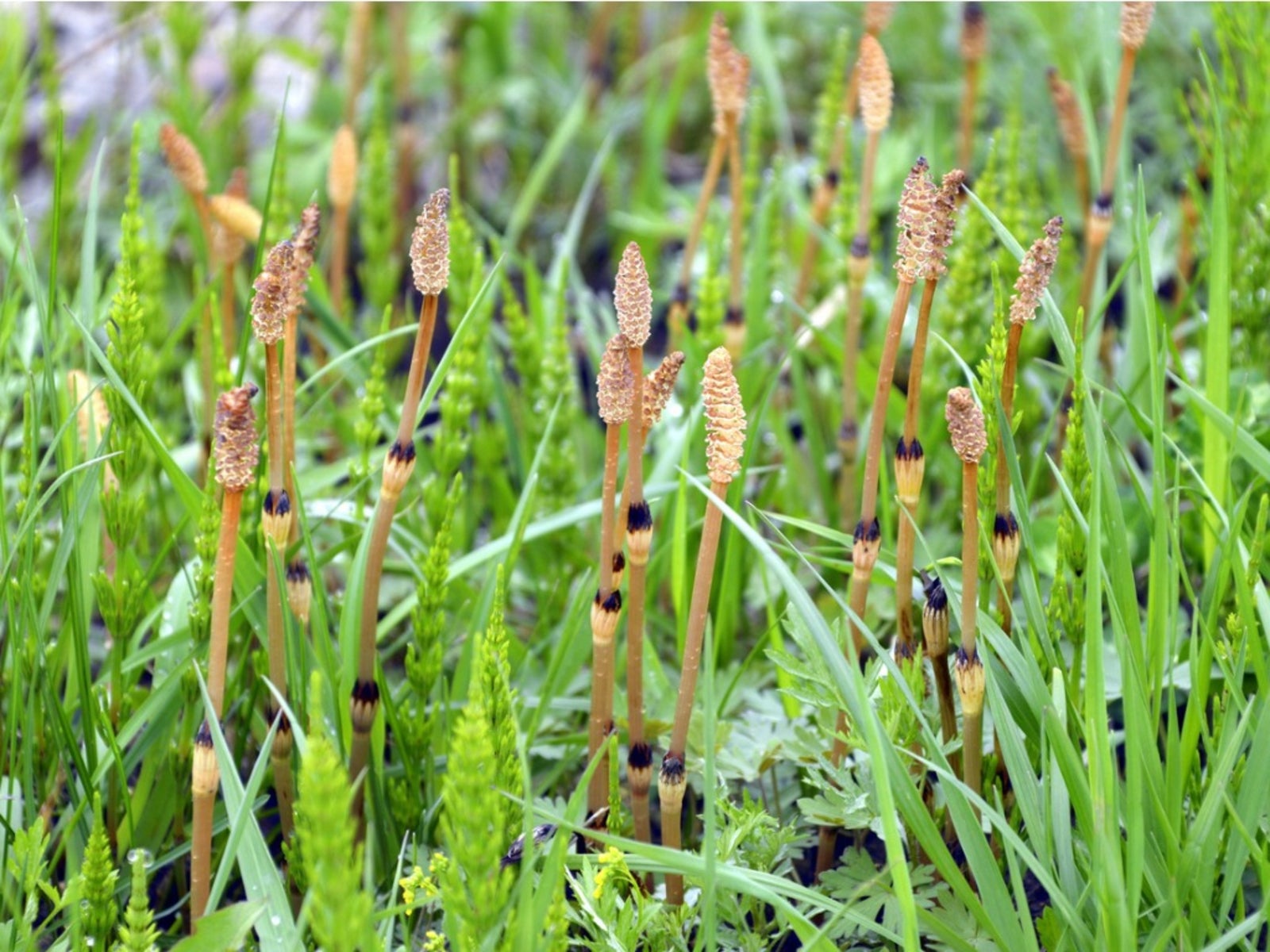how to kill horsetail weed