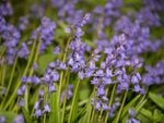 hyacinth bluebells