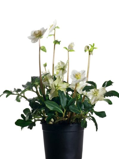 Potted Hellebore Plant