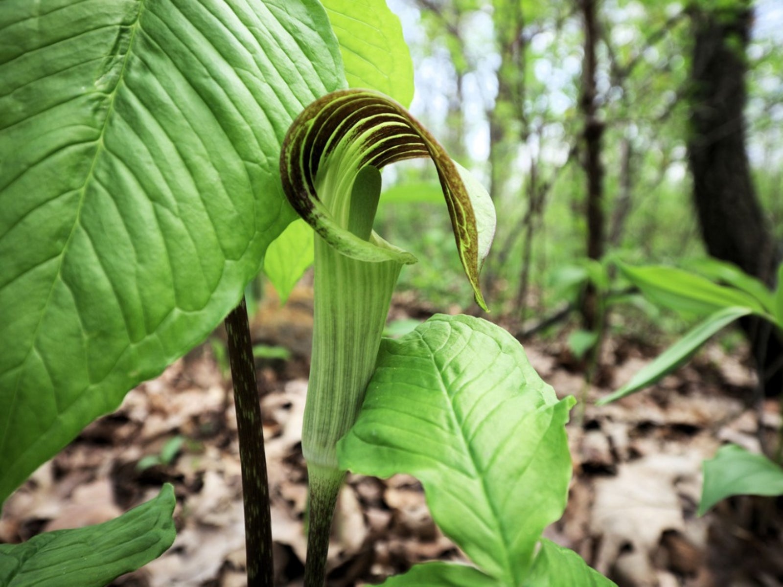 caring for jack-in-the-pulpit flower - jack-in-the-pulpit growing info