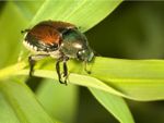 japanese beetle 1