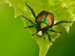 Japanese Beetle On A Plant Leaf