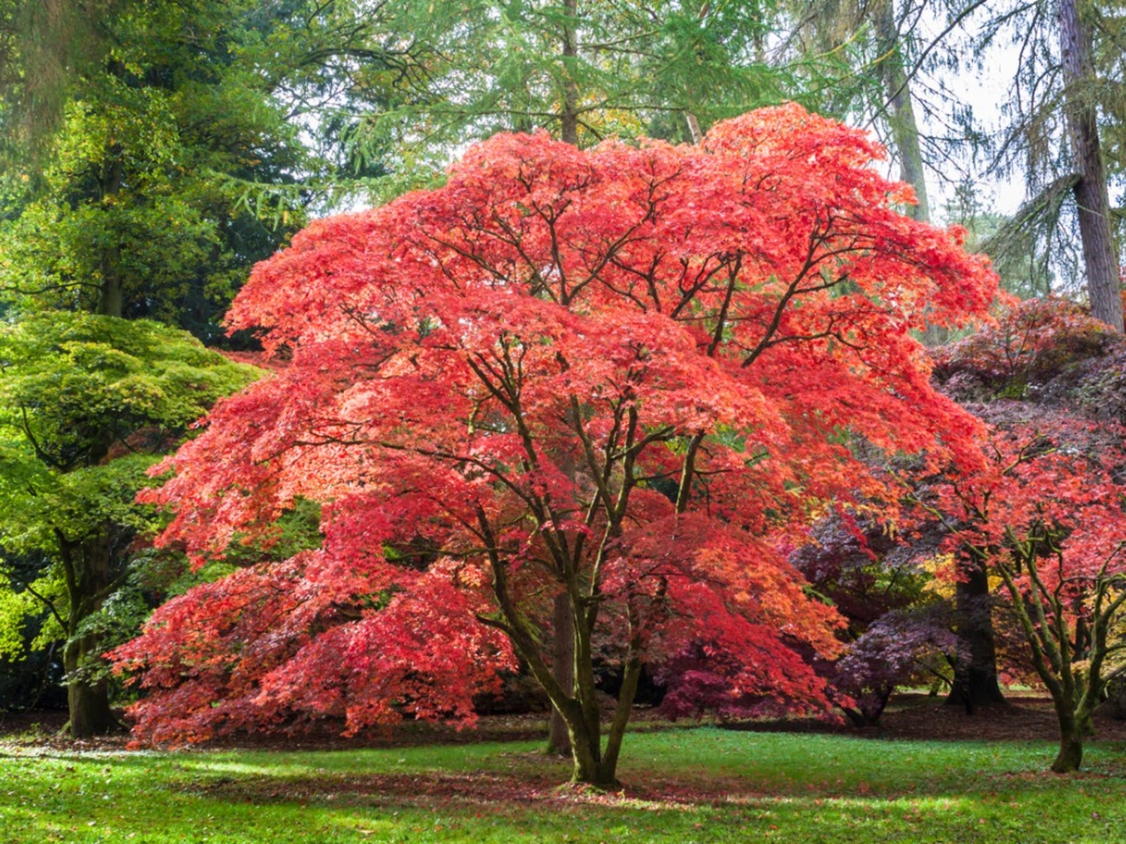planting a japanese maple tree: tips on growing and caring for