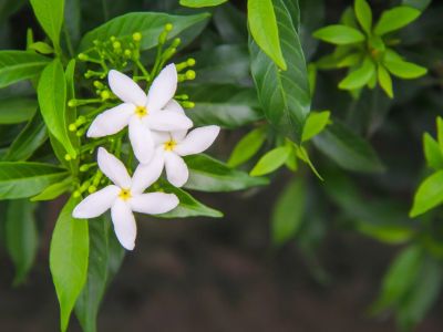 Jasmine Plant With White Flowers