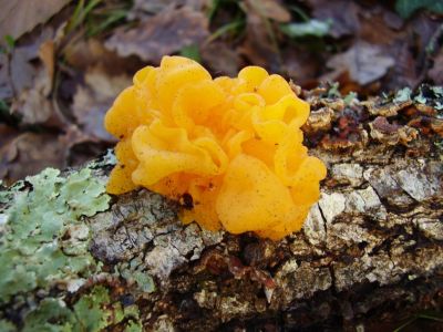 Yellow Jelly Fungus On Tree Bark