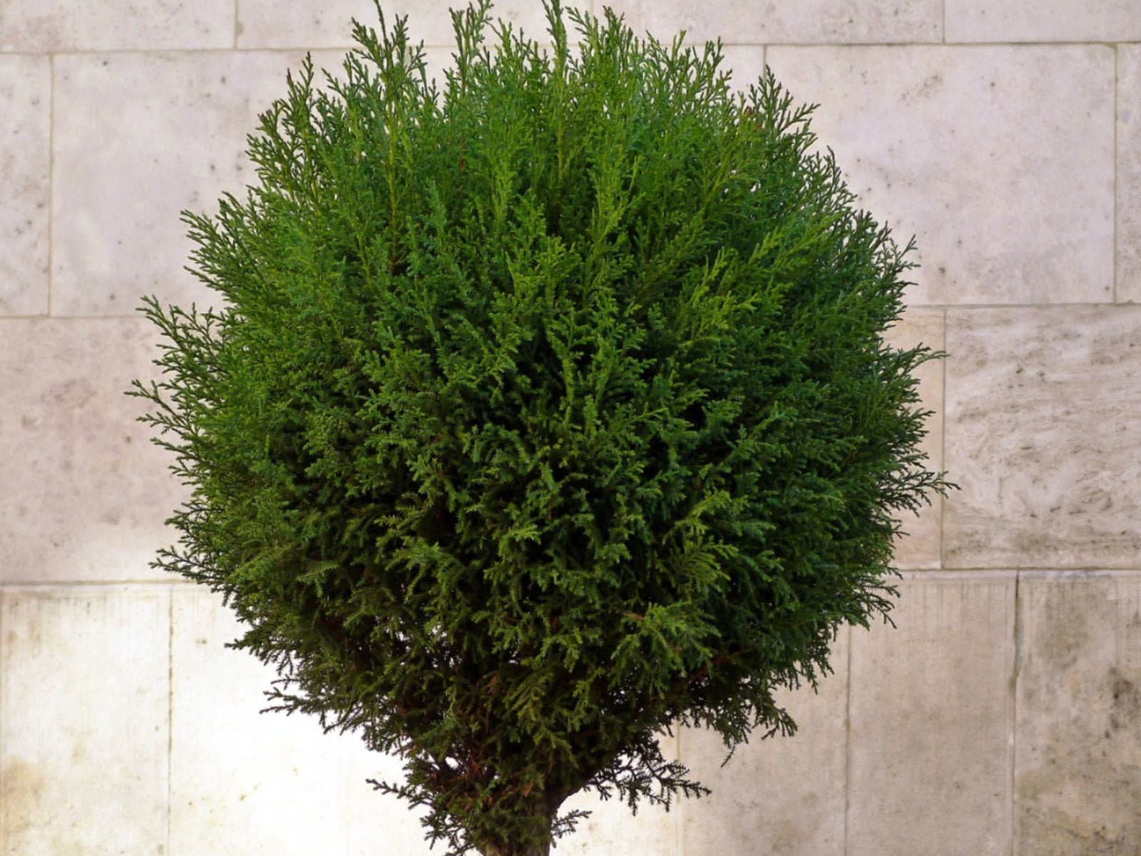 Care Of Juniper Shrubbery - Tips For Growing Junipers