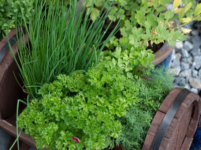 Garden Planter Filled With Herbs