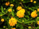 Yellow Lantana Plants