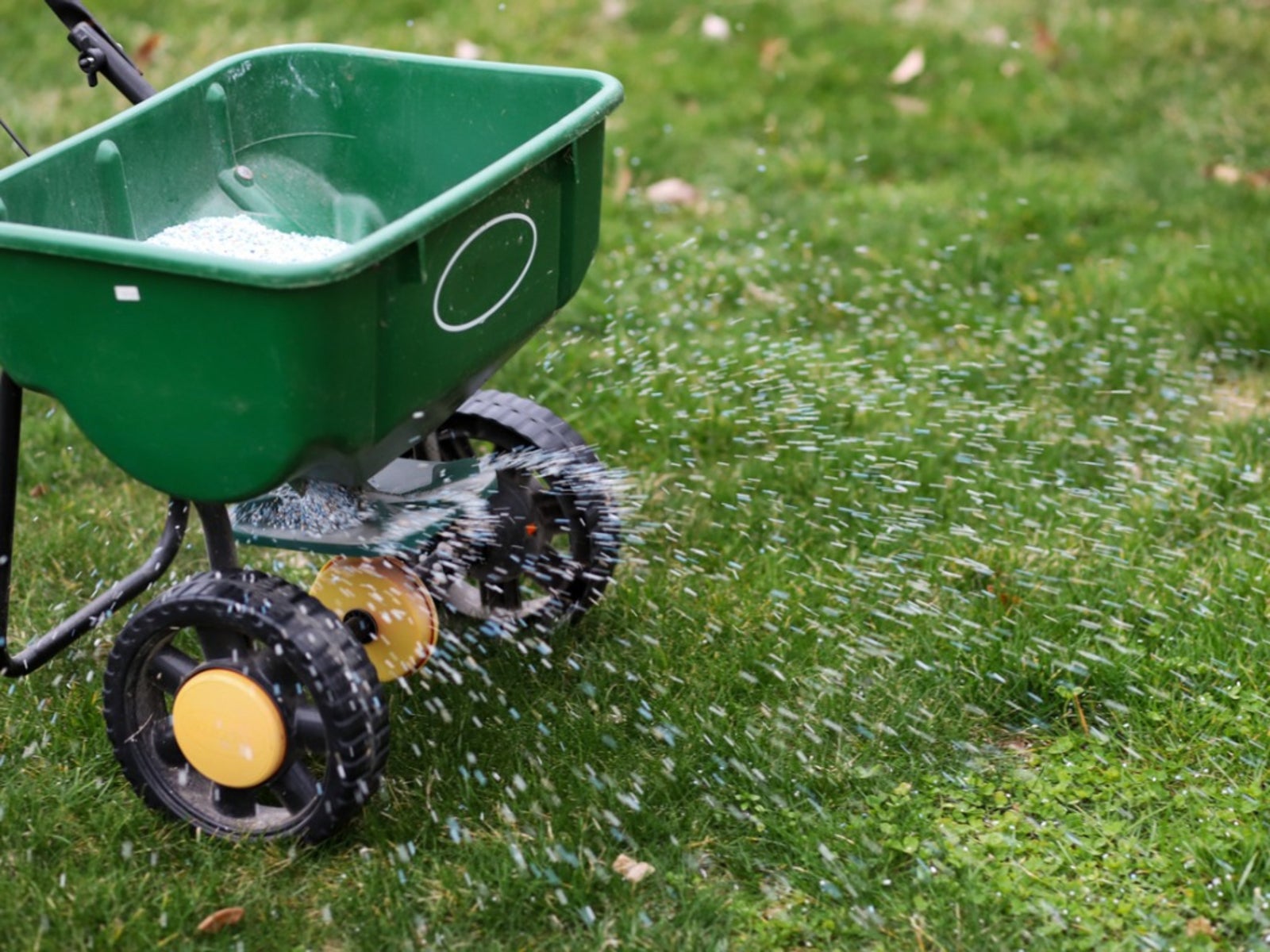 Tips On Feeding Lawns - How And When To Put Fertilizer On Lawn