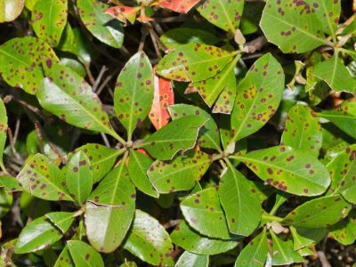 Bacterial Spots On Leaves