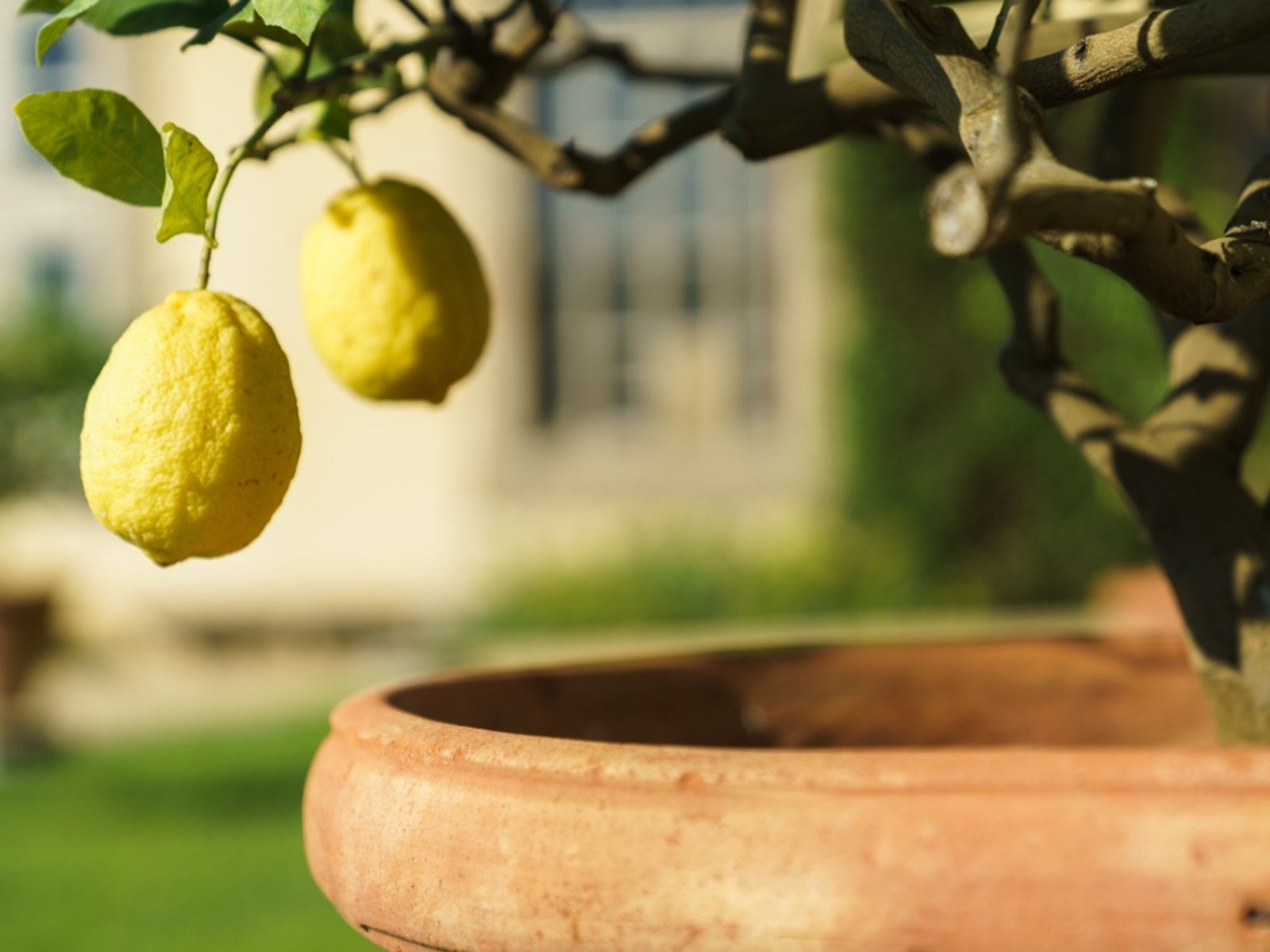 container lemon trees growing a lemon tree in a pot